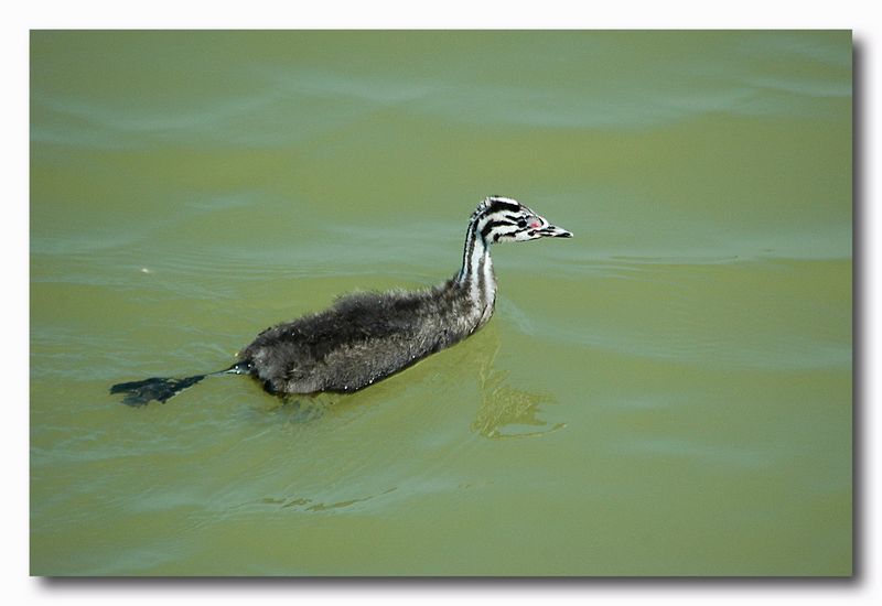 Svasso maggiore - Podiceps cristatus